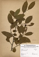 藏品(紅淡)的圖片